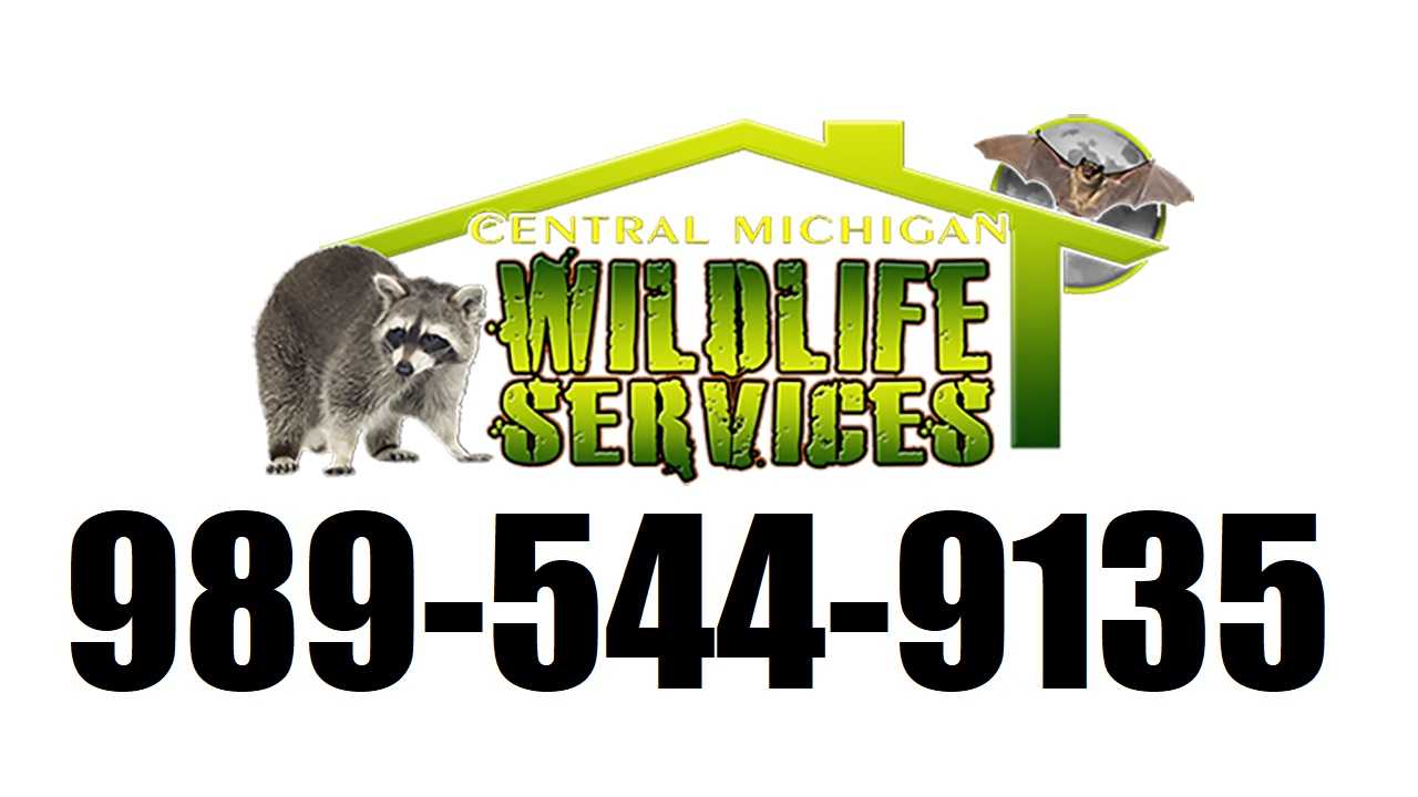 Squirrel Removal for Harrison MI, Gladwin MI, West Branch MI, Roscommon MI.